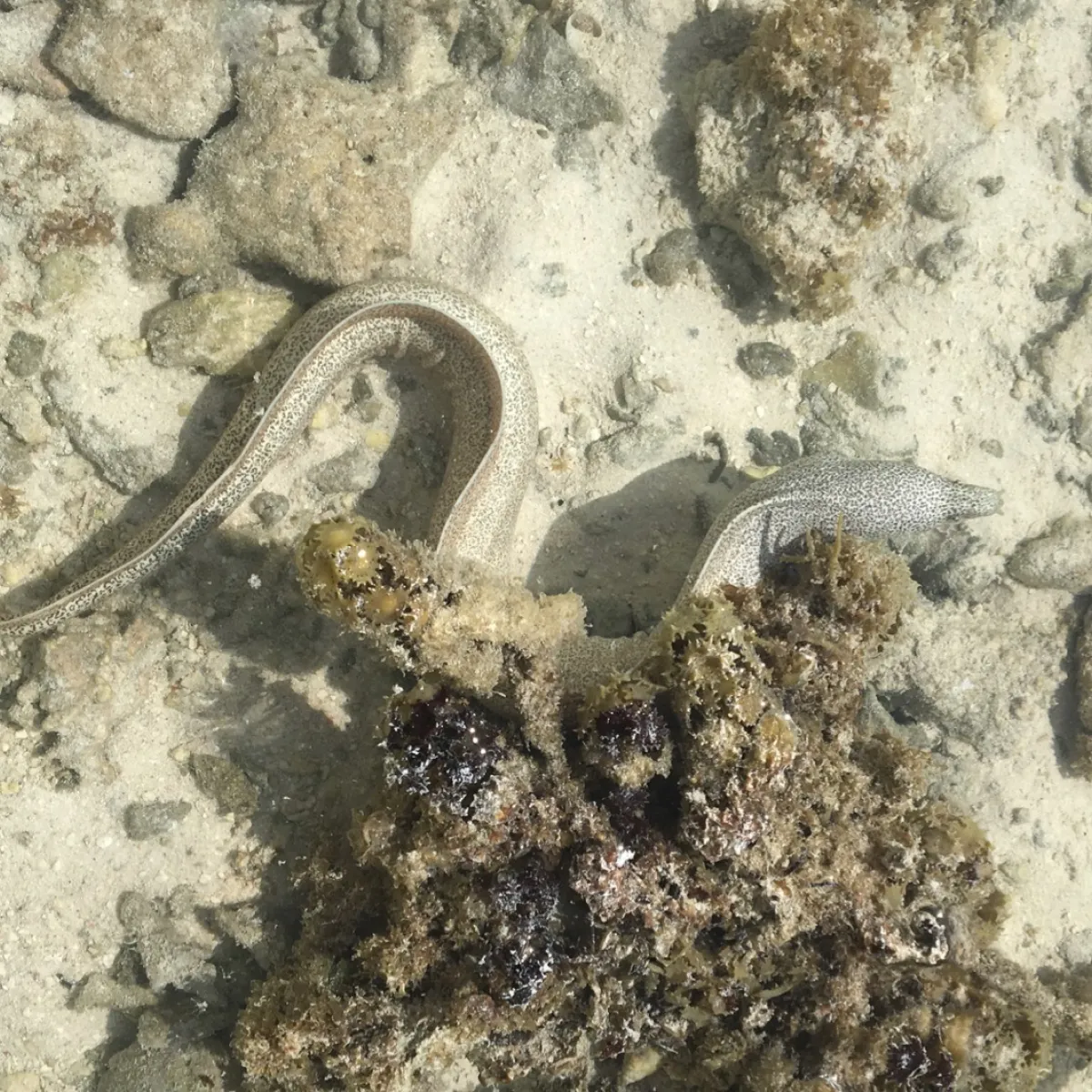 Murène poivrée qui vit dans les zones intertidales peu profondes du récif
