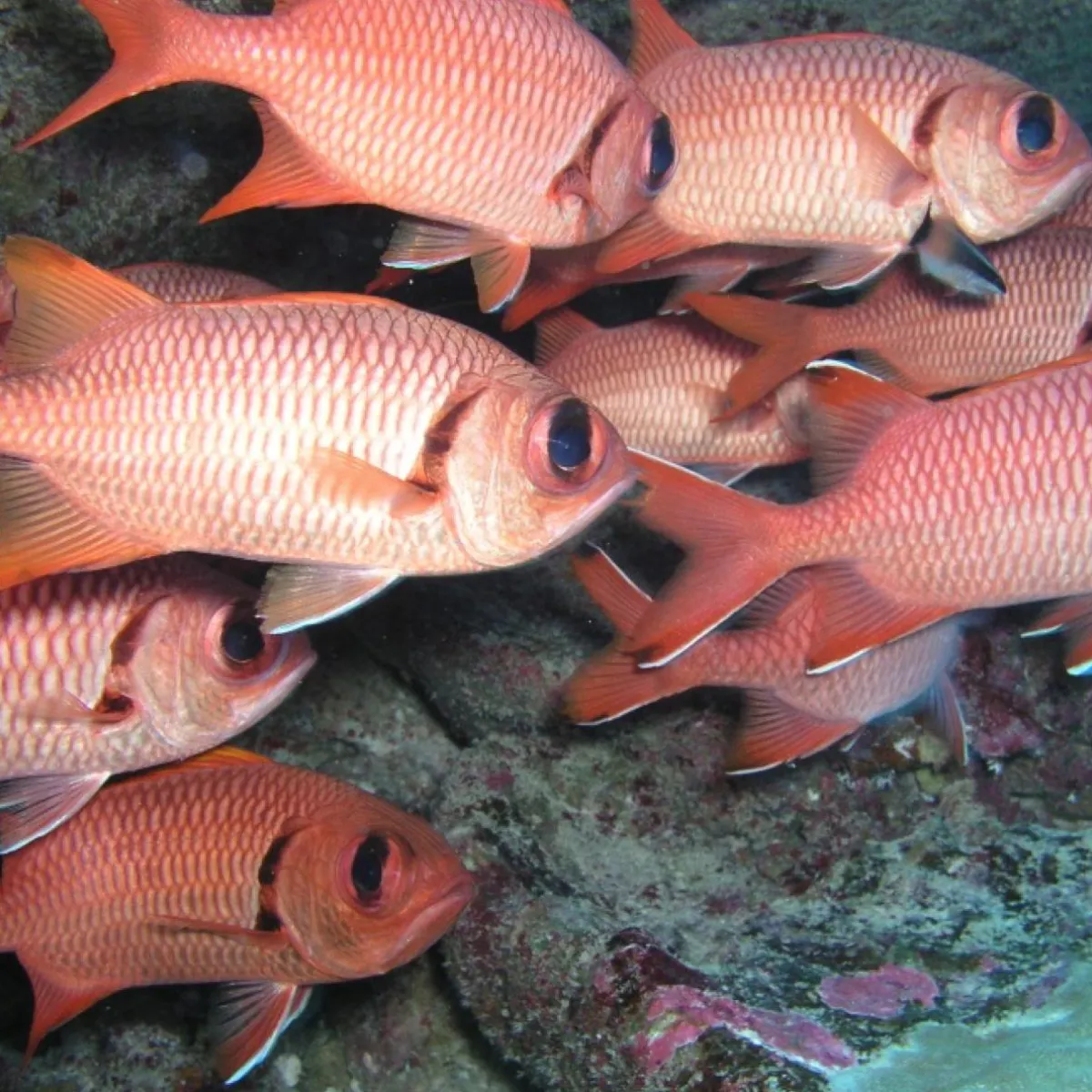 Banc de myripristis à oeillères dans leur grotte