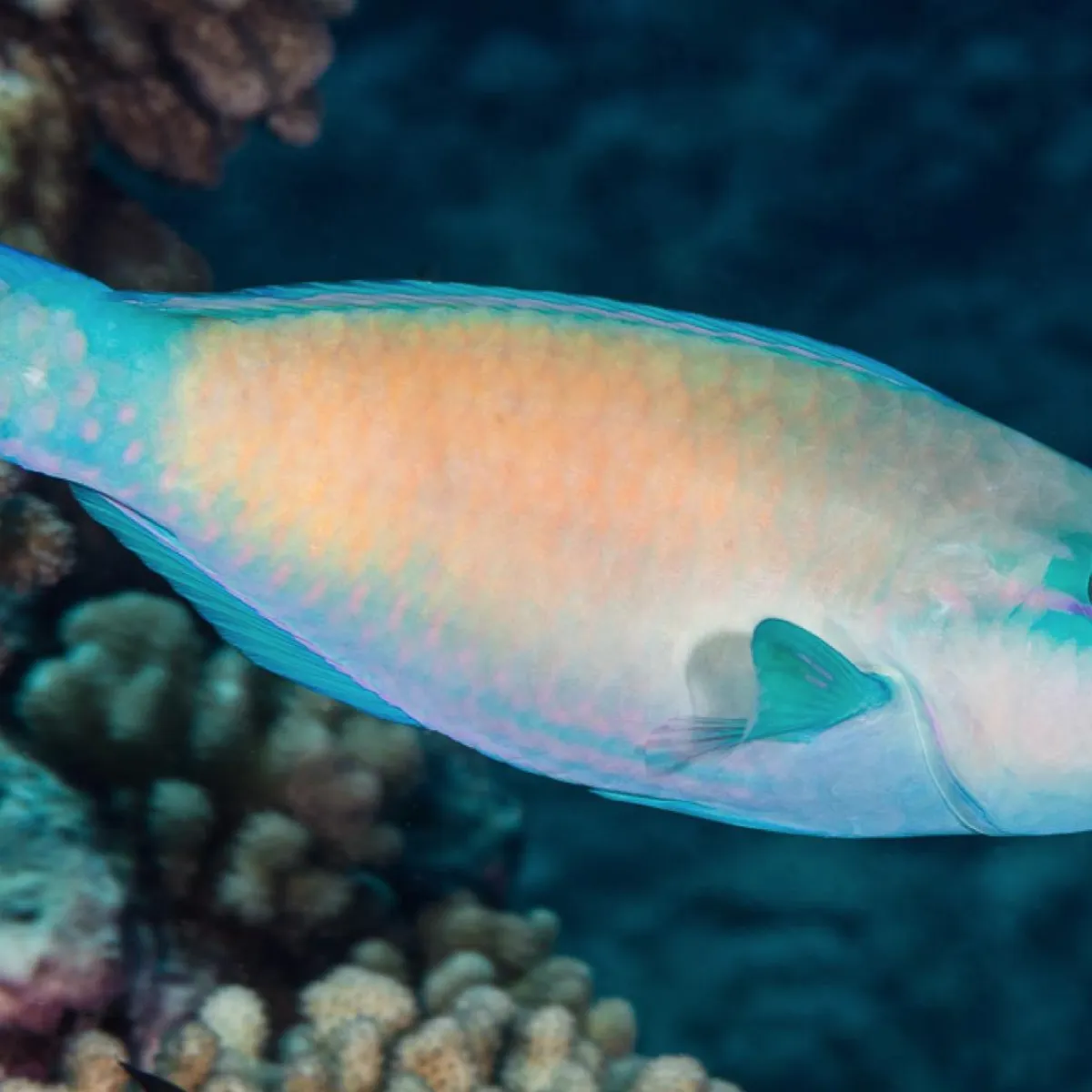 Mâle adulte variant jaune