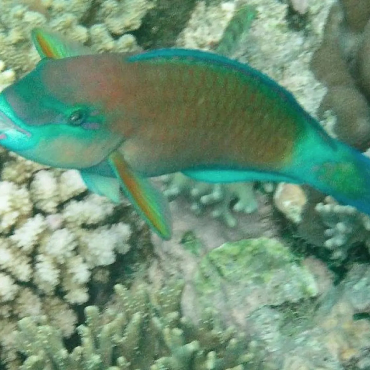 Perroquet brûlé mâle