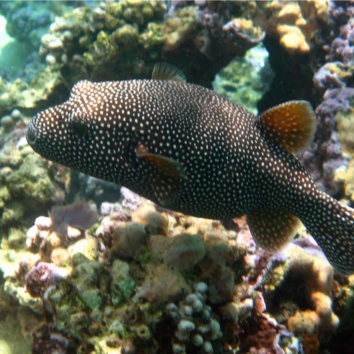 Tétodron moucheté - Huehue ‘ere’ere