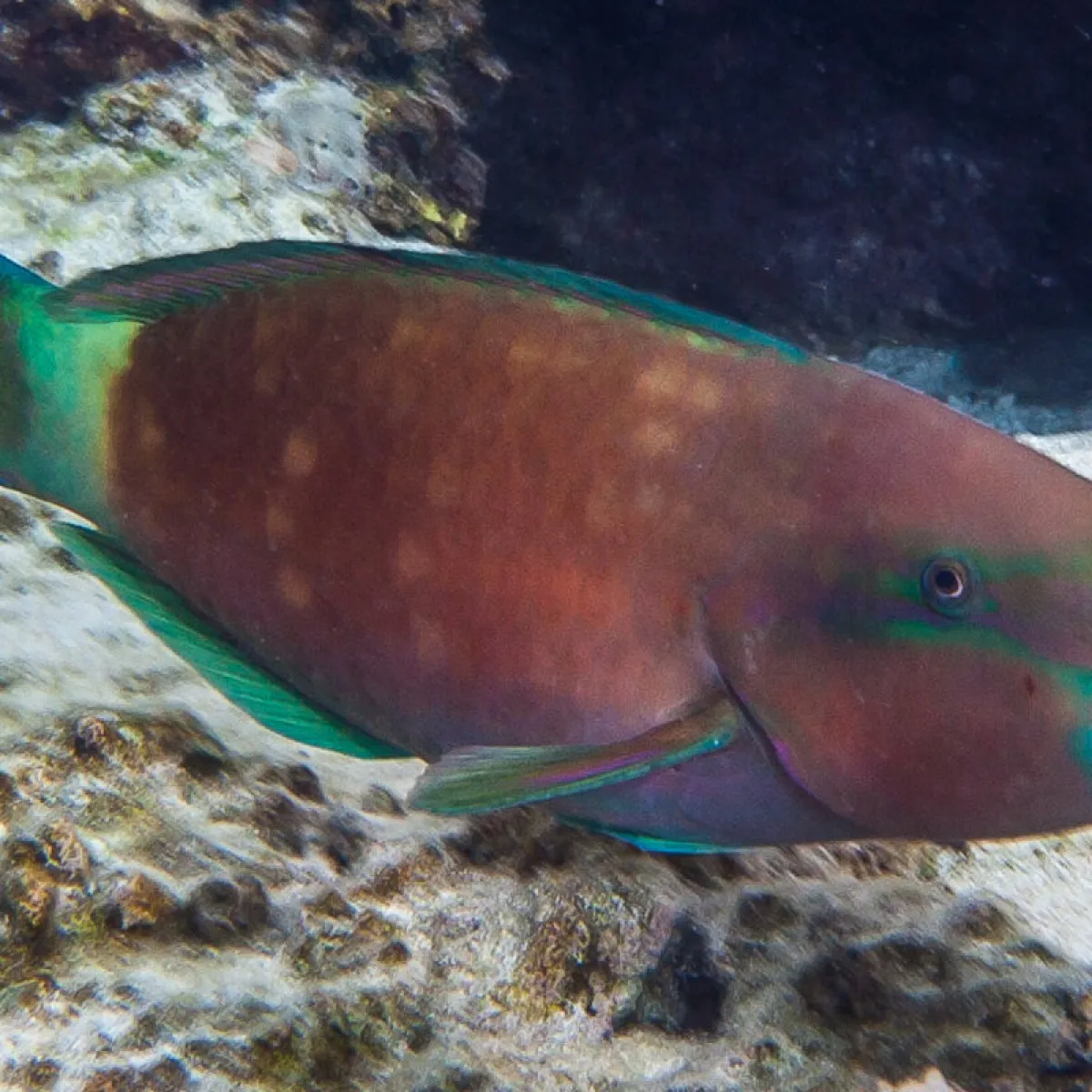 Mâle adulte variant rouge