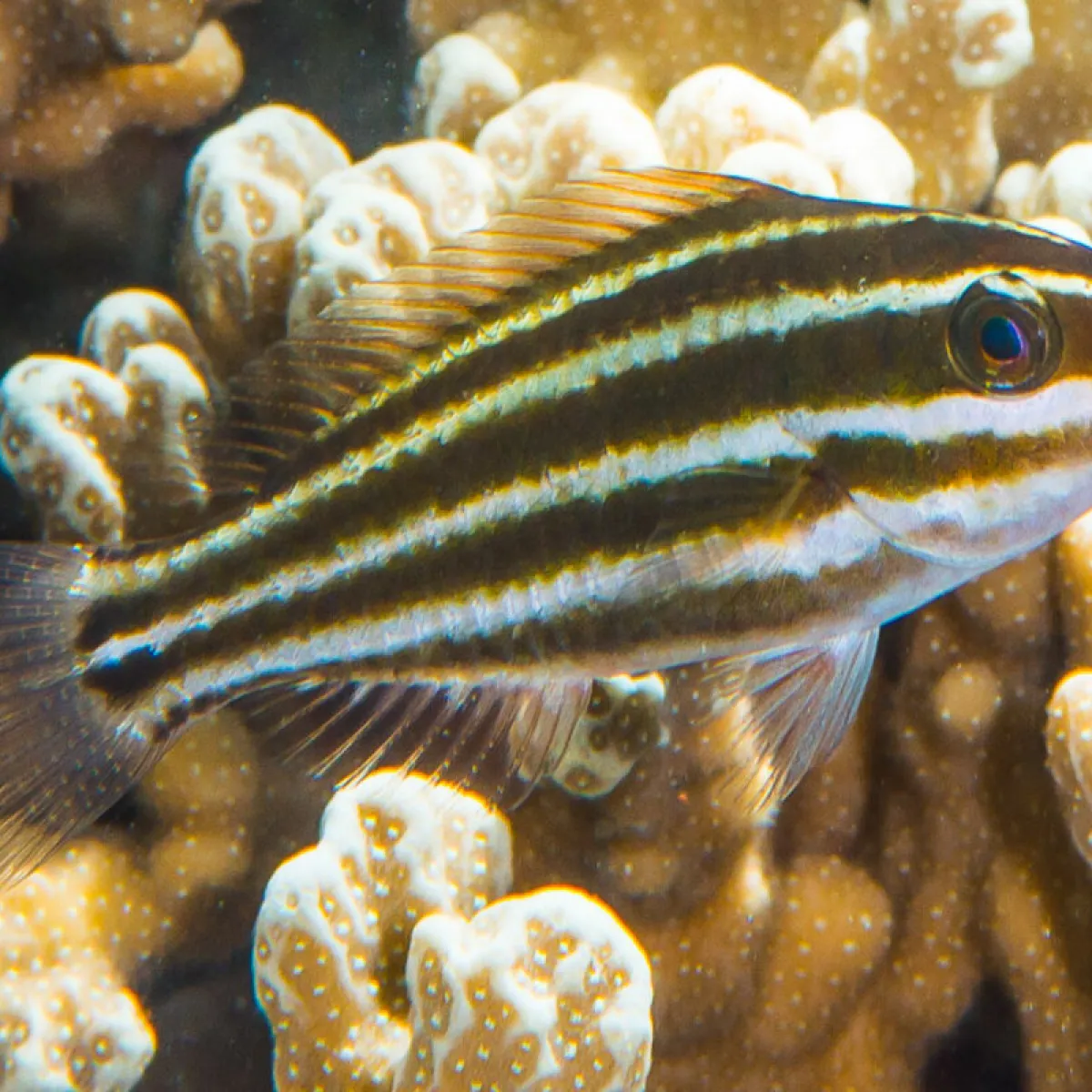 Espèce variant juvénile