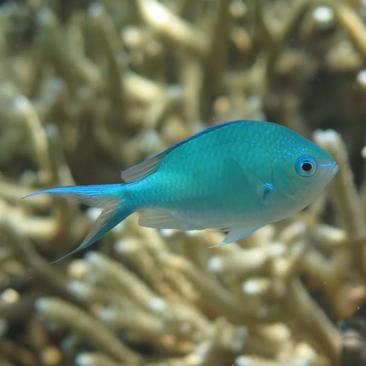 Photo: CRIOBE It is distinct with a almond shape, swallow like tail, and its turquoise blue to pale green color.
