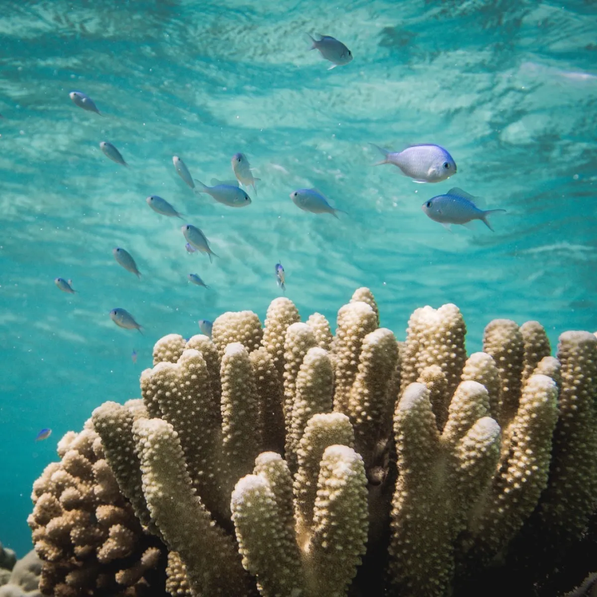 Photo: Tetiaroa Society These small lagoon fairies are closely linked to living coral
