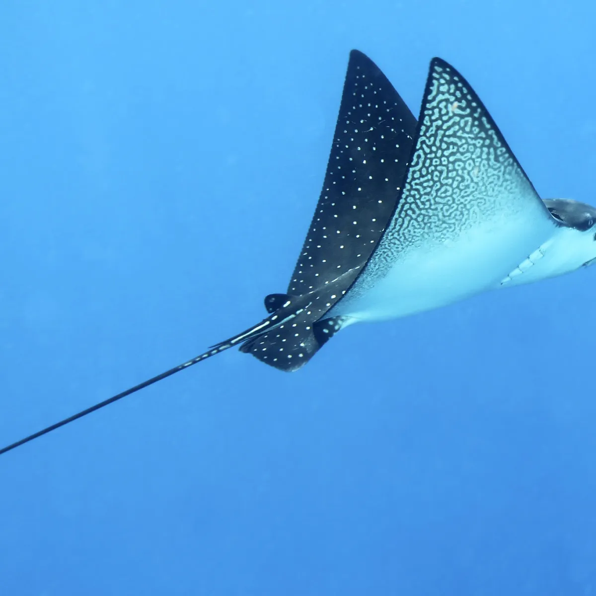 Elles sont souvent observées en groupe dans les lagons ou dans les passes.
