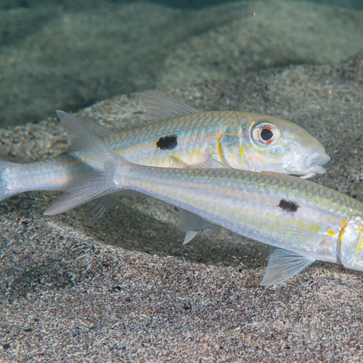 Ce surmulet se rencontre sur les zones lagonaires sablonneuses.