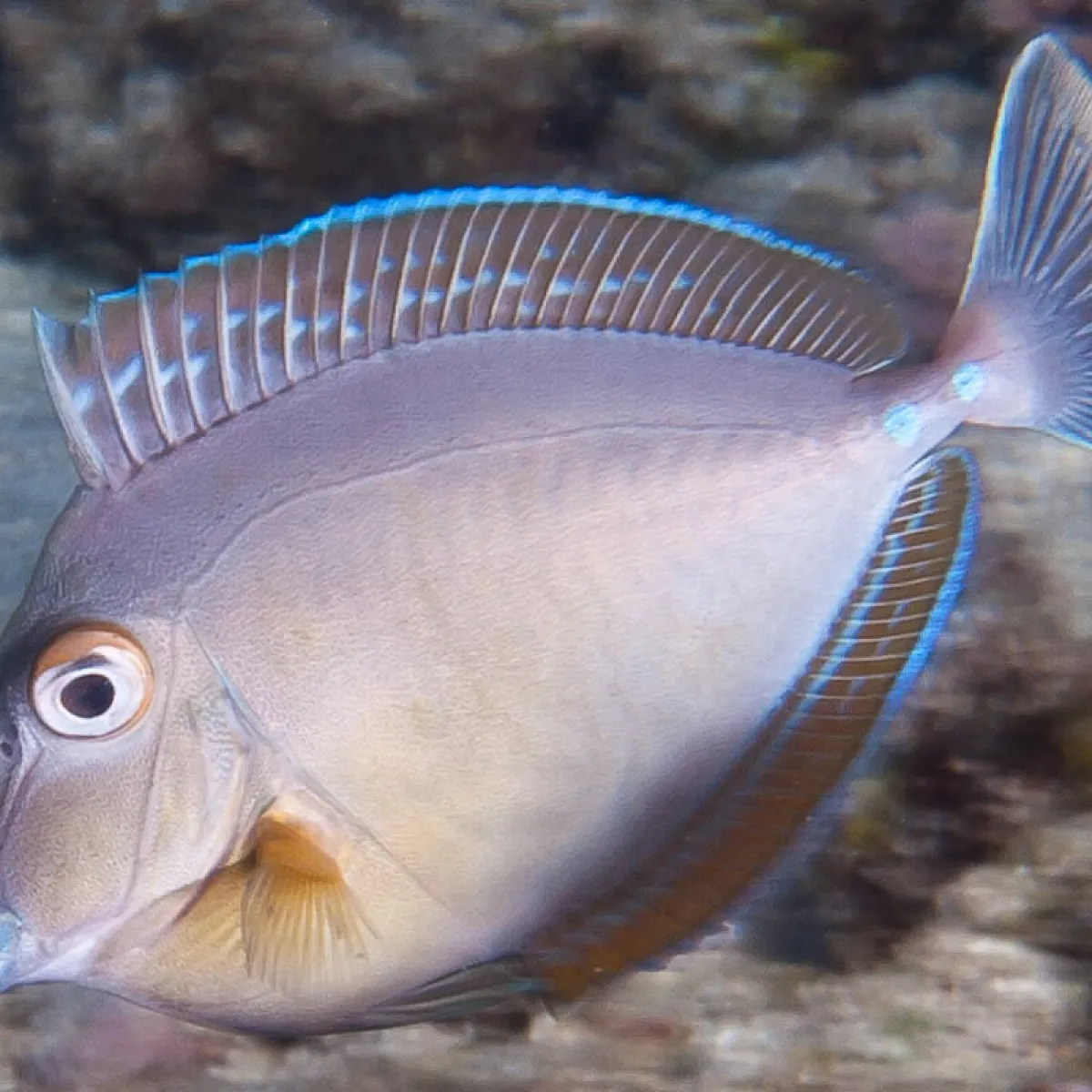 Ume primarily eat leafy algae.