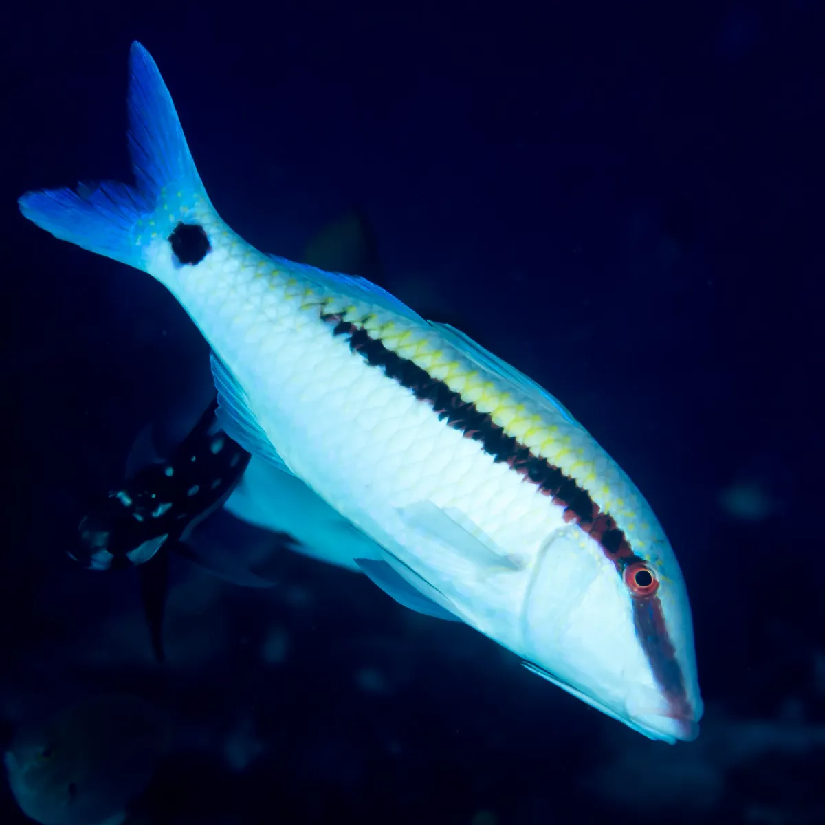 C’est le plus grand des poissons-chèvres.