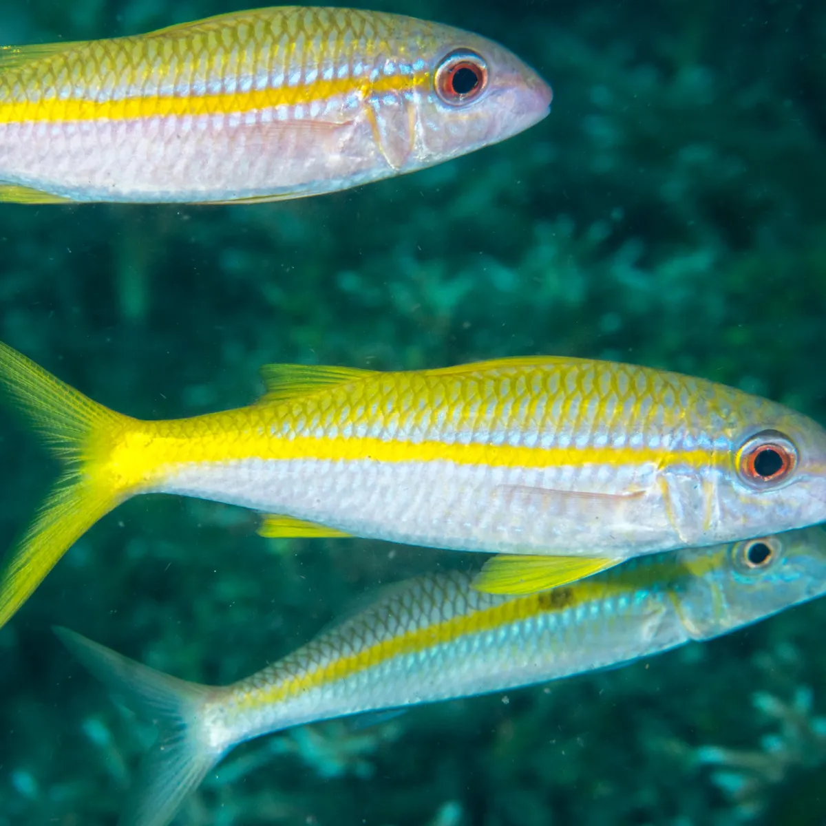 Il possède aussi deux petites moustaches, qui sont en réalité des barbillons olfactifs très sensibles lui servant à dénicher les petites proies dans le sable.