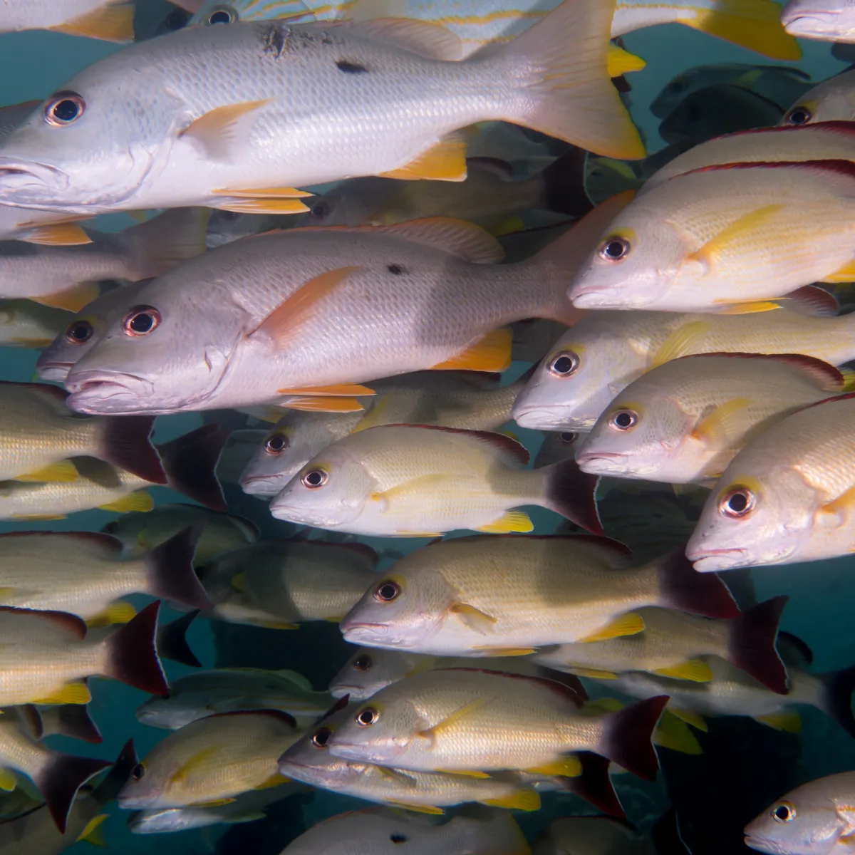 Photo: Rickard Zerpe To'au sometimes travel in large schools.