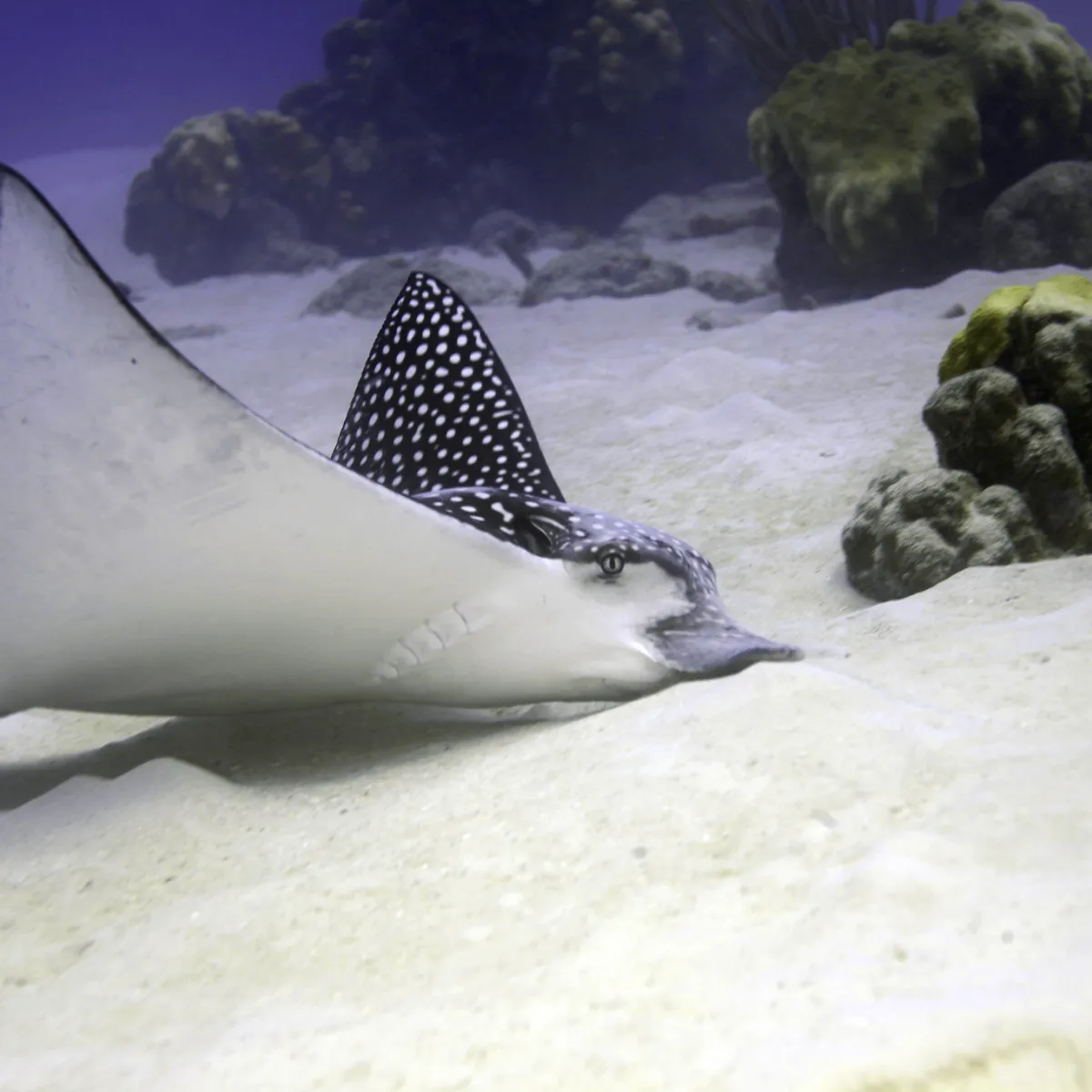 Elles se nourrissent de bivalves, crabes, mollusques, crustacés, crevettes, poulpes et autres petits poissons.