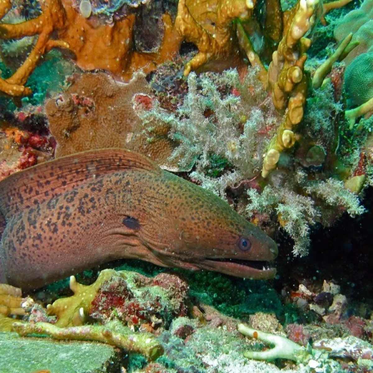 It eats fish, crabs, and squid.