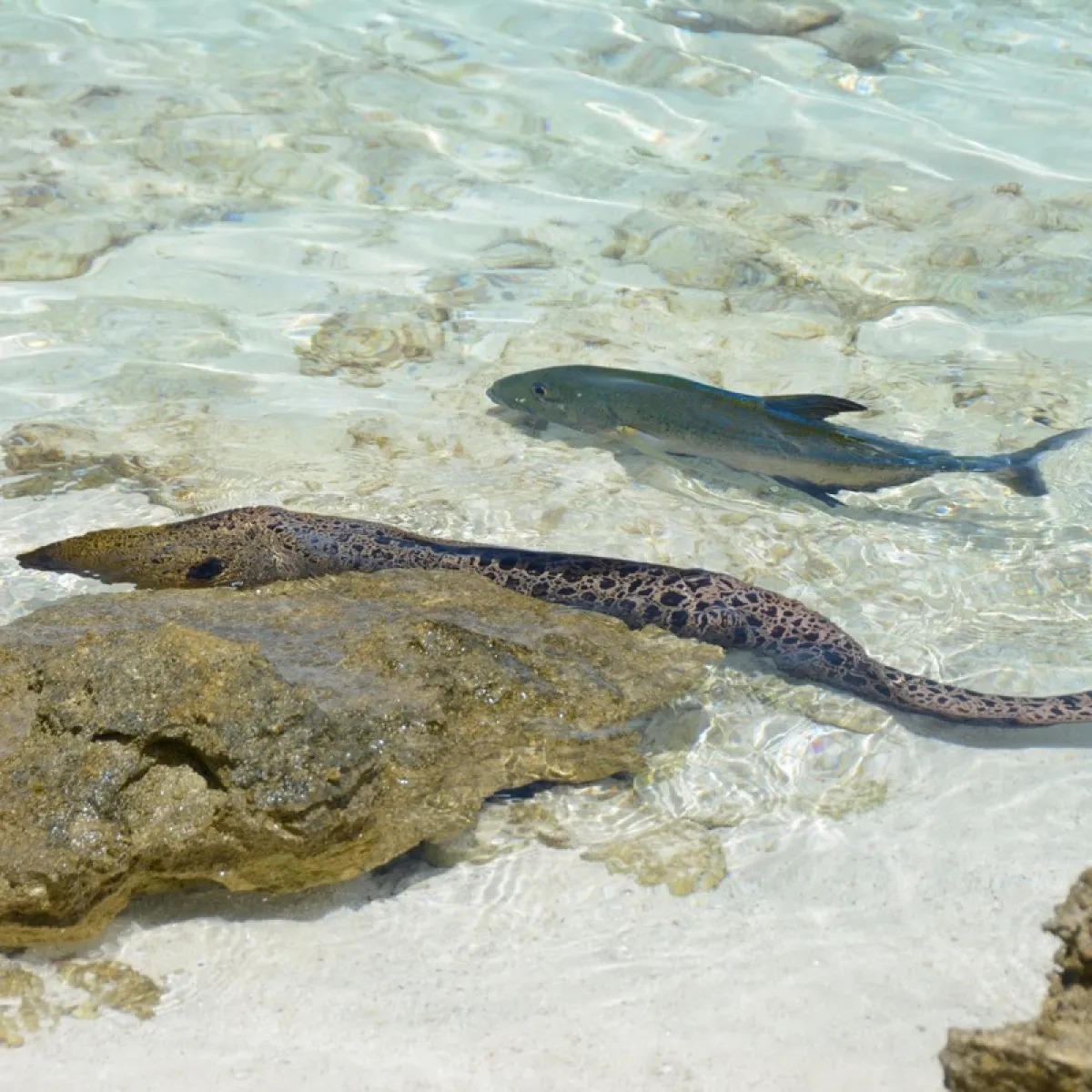 It is a rather nocturnal animal that will exit its hideout to chase interesting prey.