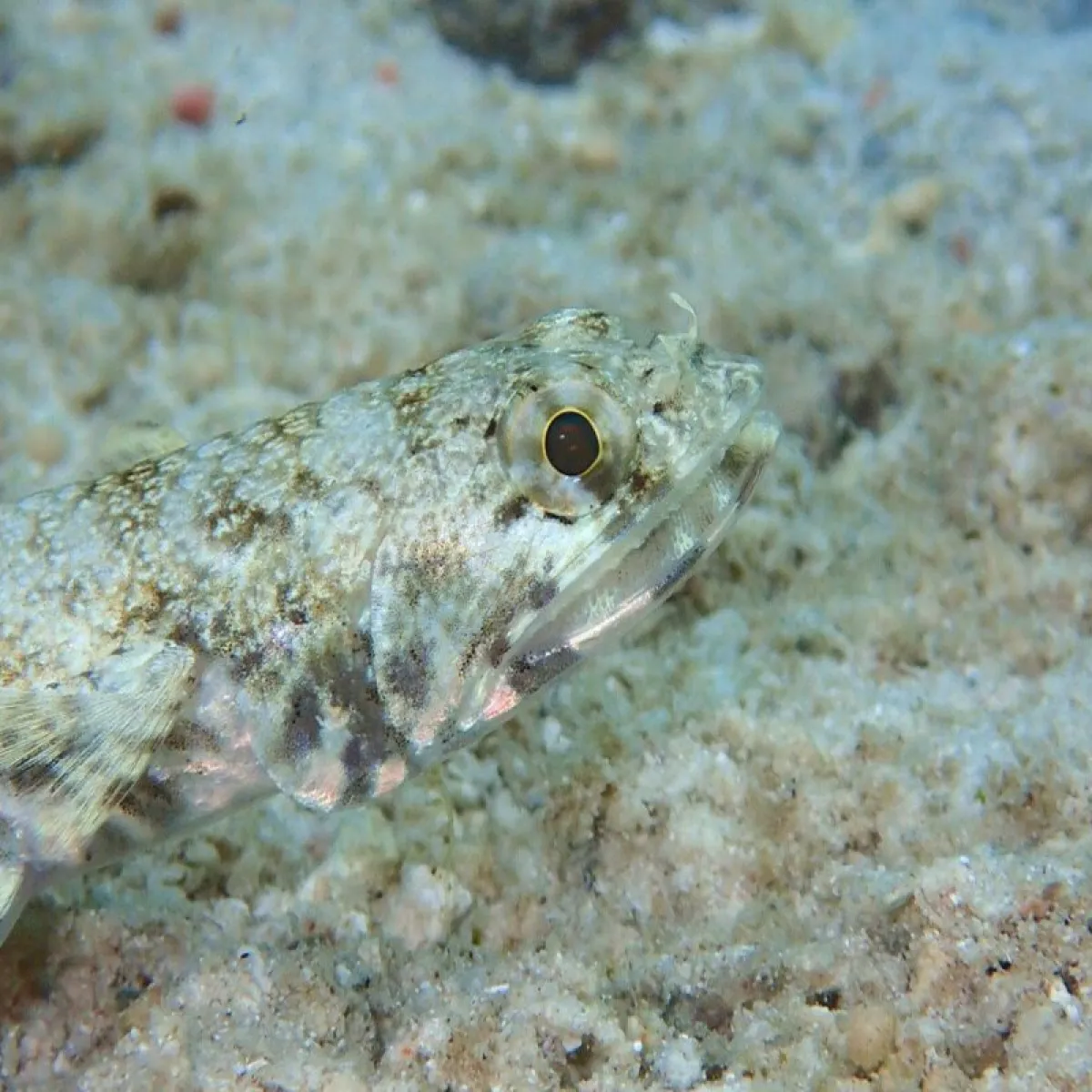 This is a voracious predator who attacks flashy and efficient.