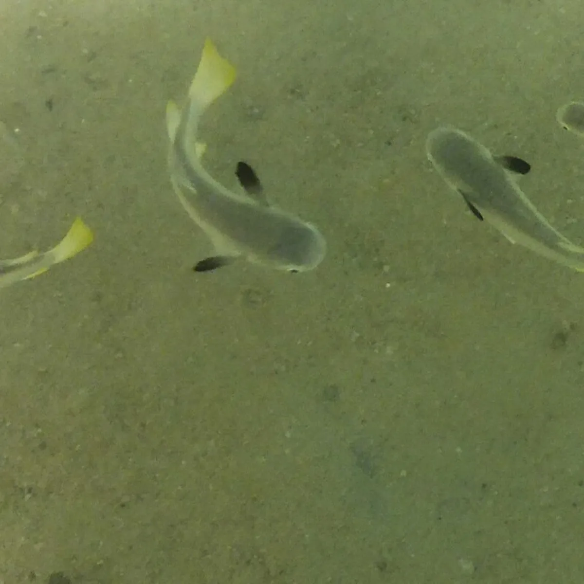 Photo: Arthur Chapman The squaretail mullet is very common in Polynesia and are often found in groups at the surface near shore