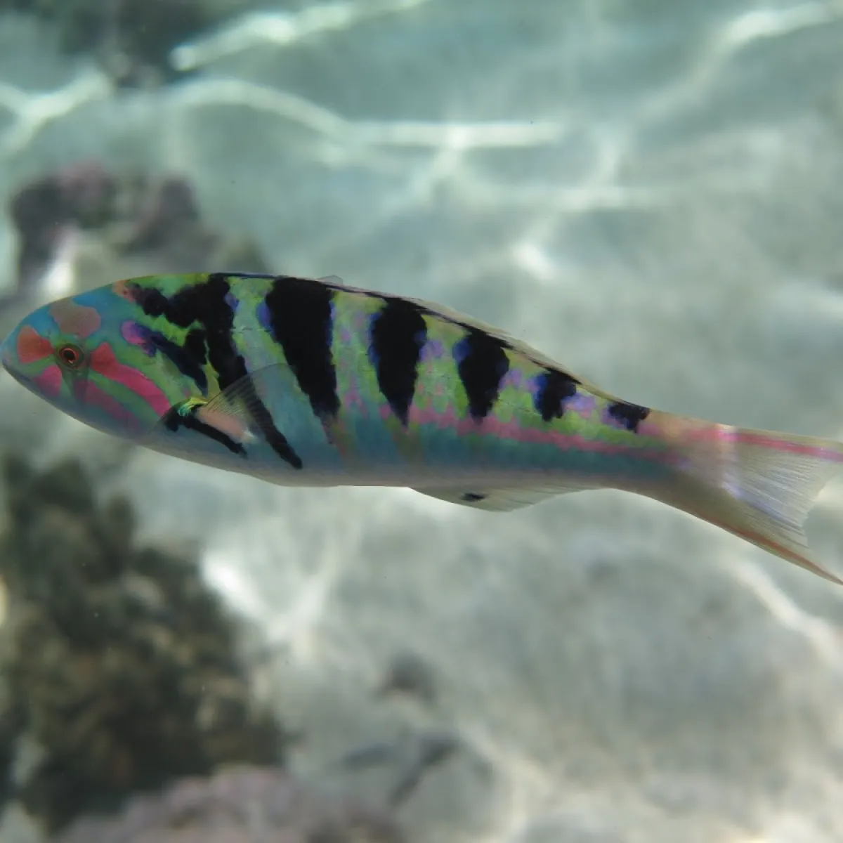 This wrasse is found in shallow waters of the lagoon or at the top of the external slope