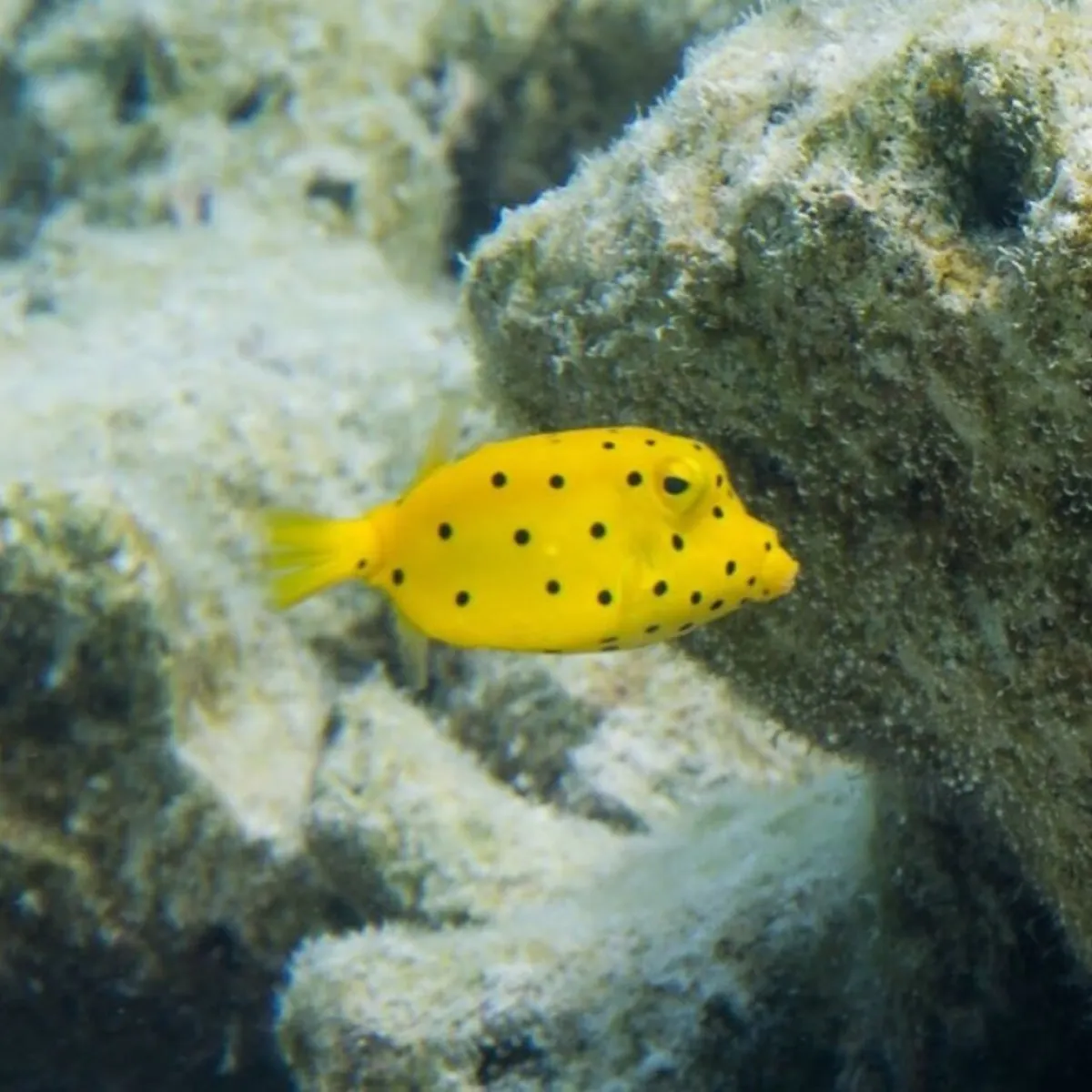 Il mange principalement des algues et des invertébrés.