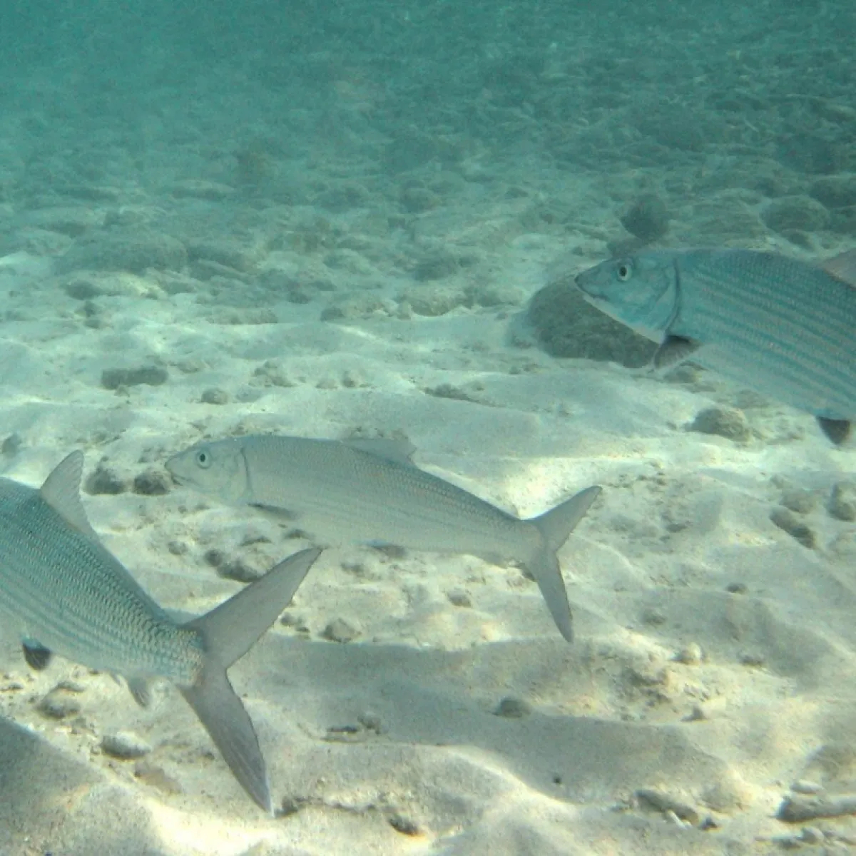 This fish favors shallow areas with sandy bottoms in atolls.