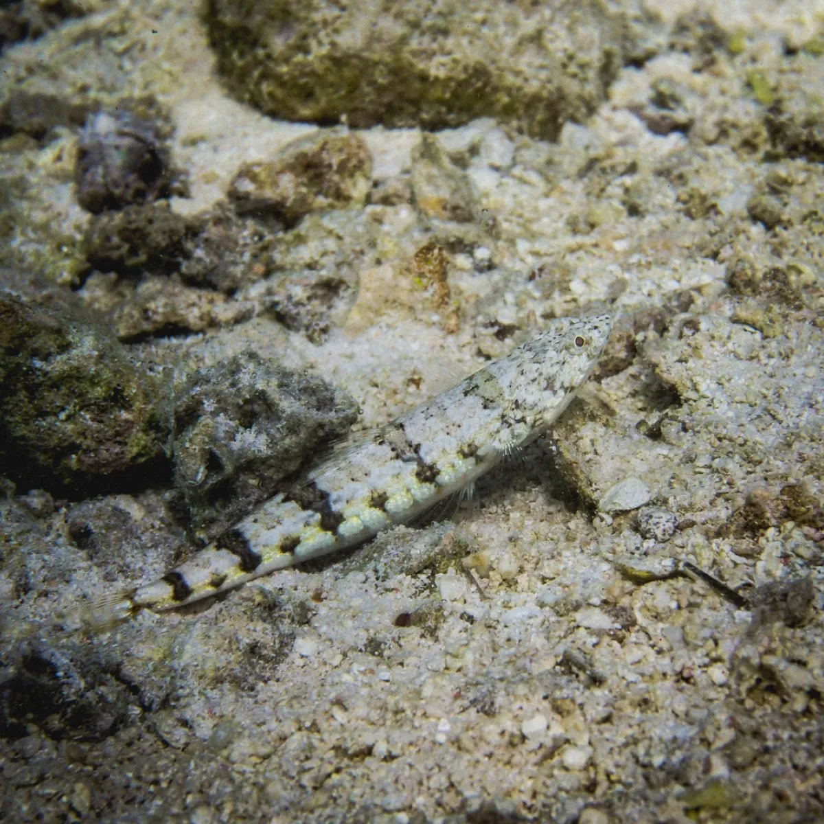 This fish eats small fish and shrimp that it ambushes.