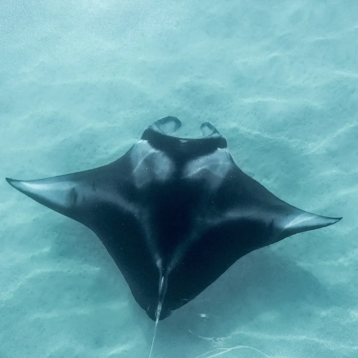 Manta rays feed by filtering sea water and large amounts of zooplankton in the form of shrimp, krill and planktonic crabs.