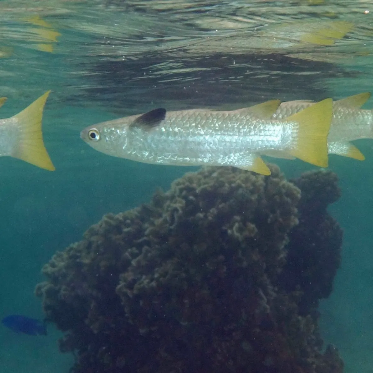 Photo: Patrick Randall It has beautiful silver scales, a straight back, and a yellow tail when juvenile.