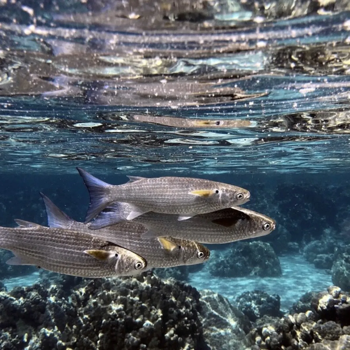 The Fringelip mullet often stays immobile facing the current in the hoa.