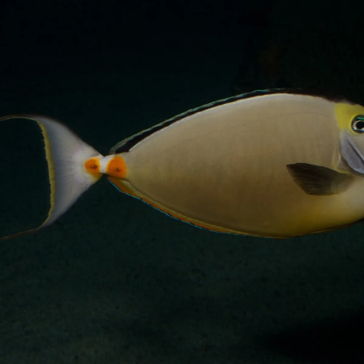 Photo: B. Gratwicke Son alimentation se compose d’algues feuillues.