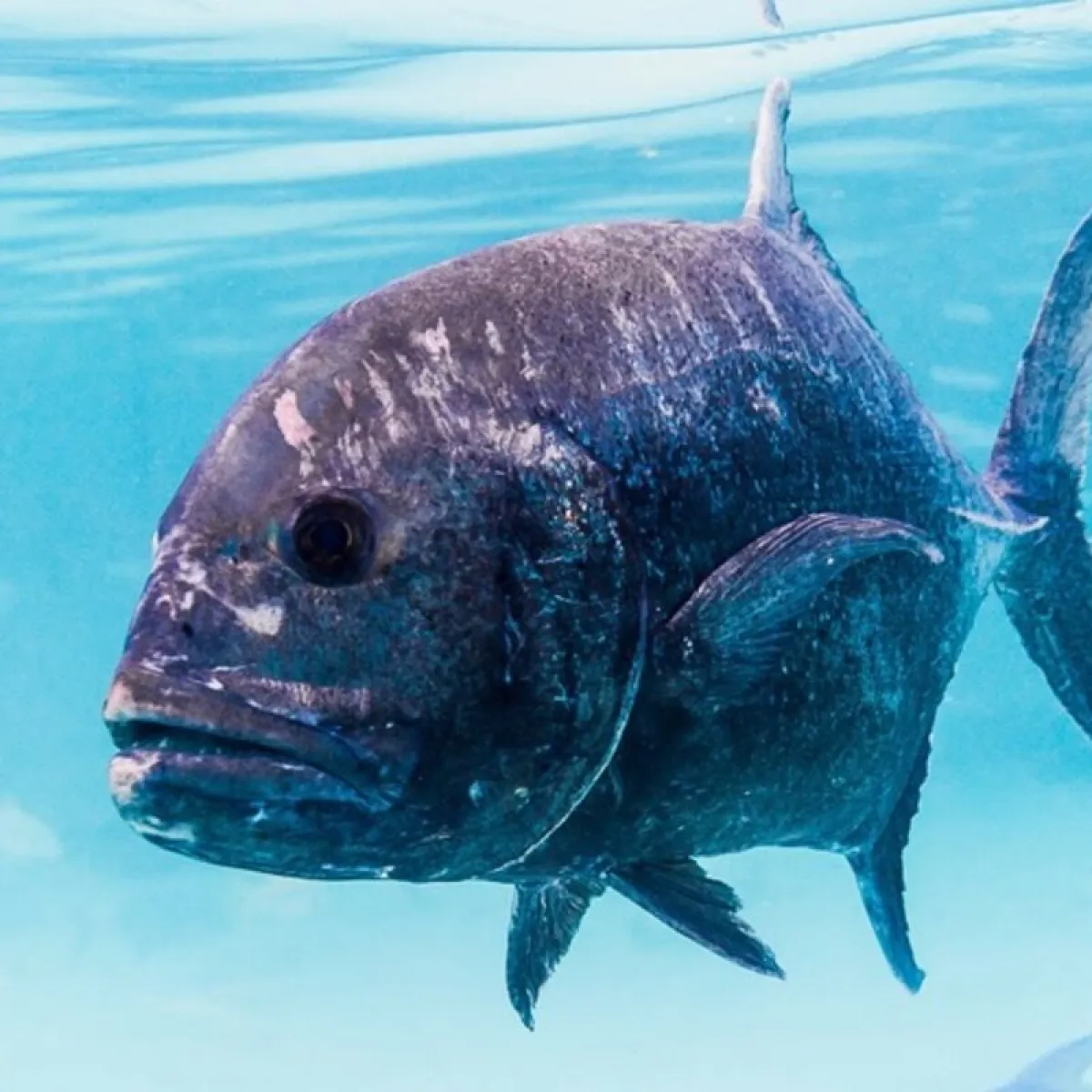 This jackfish is the largest of French Polynesia. It has a silver body with metallic reflections and a broad, curved head.
