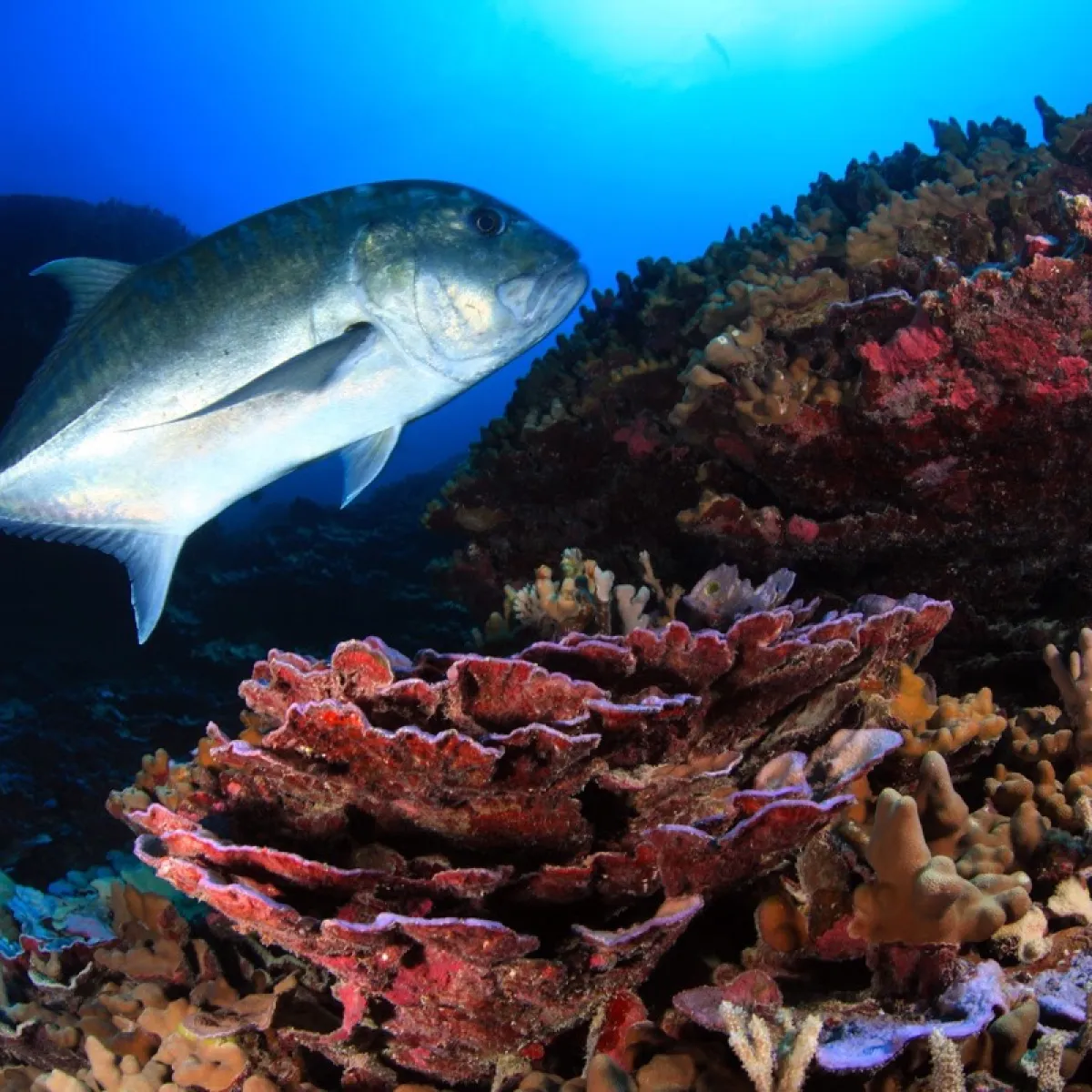 It travels alone or in small groups and spends time in small crevices in the reef looking for prey (crustaceans and other fish).