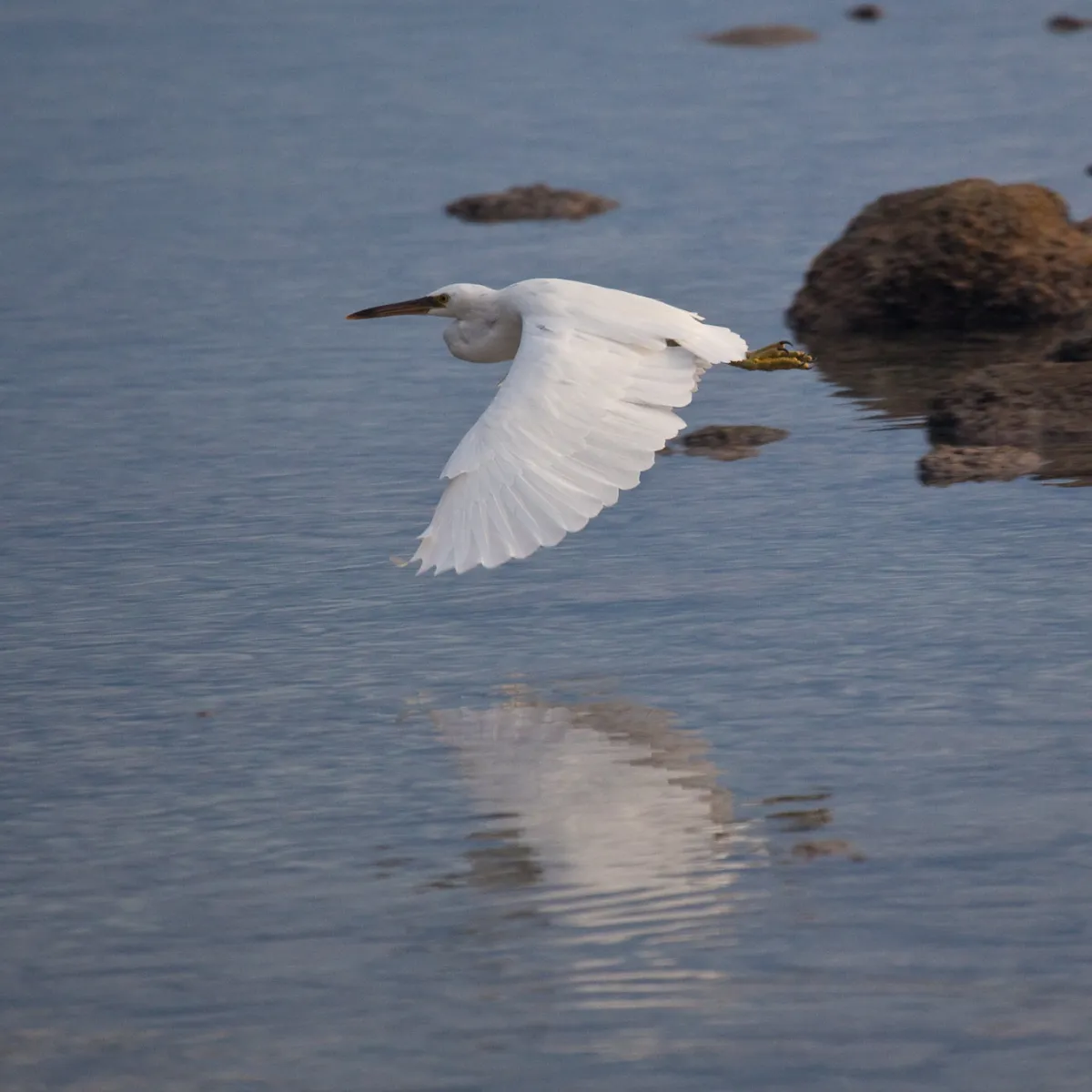 Pacific reef egret fly