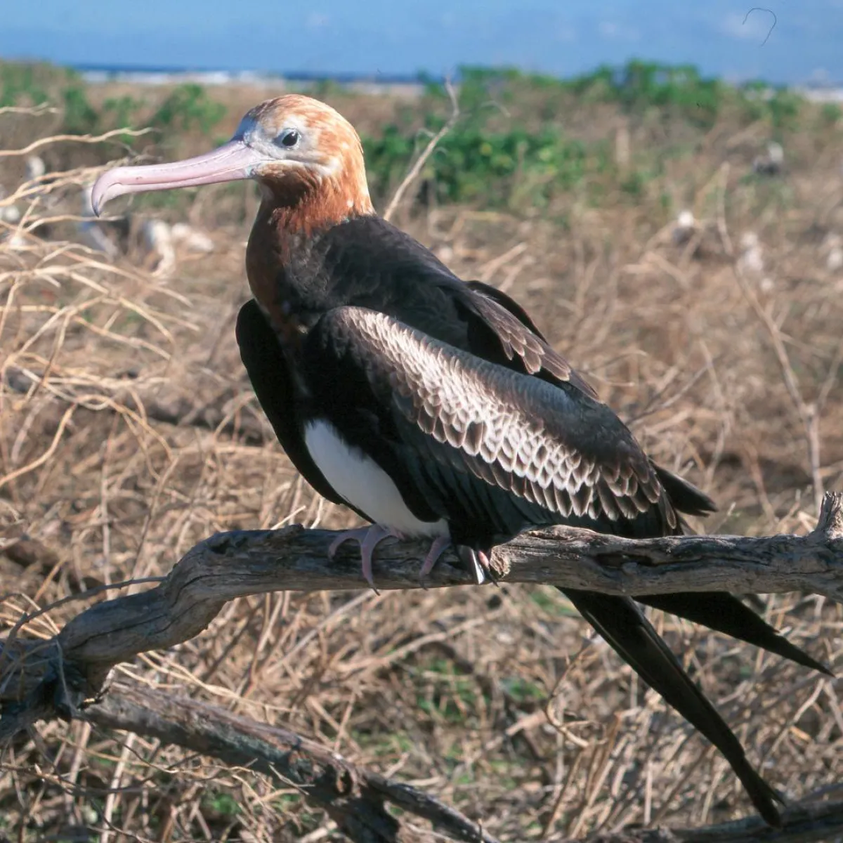 Jeune adulte femelle - Frégate ariel