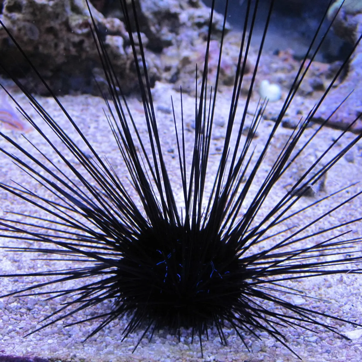 Vana is primarily black and recognizable by its long spines, that resemble long needles.