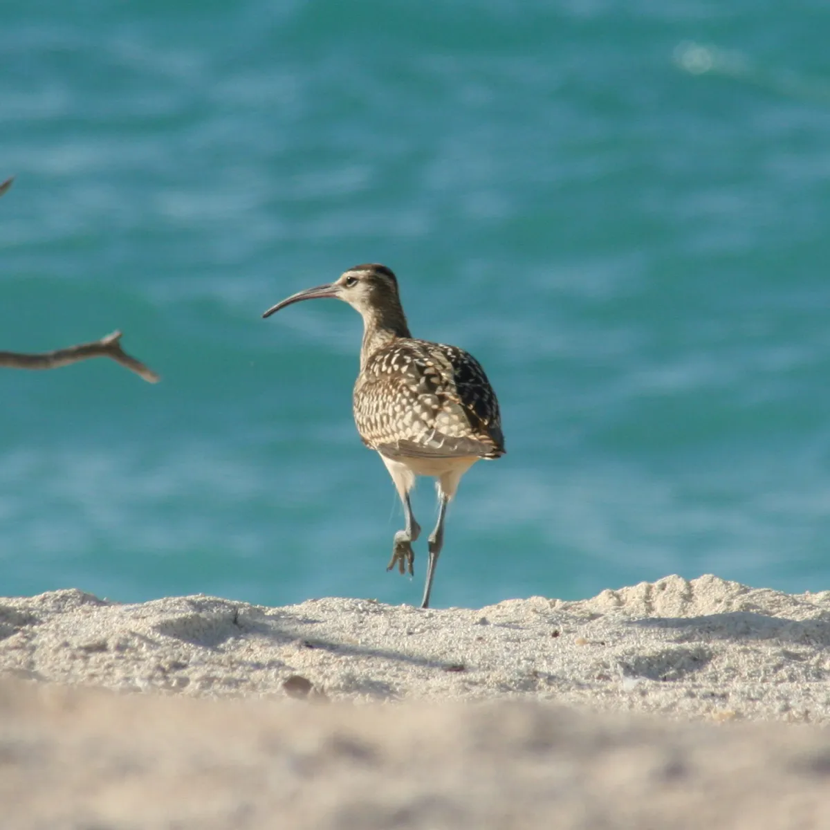 Courlis d’Alaska qui se balade
