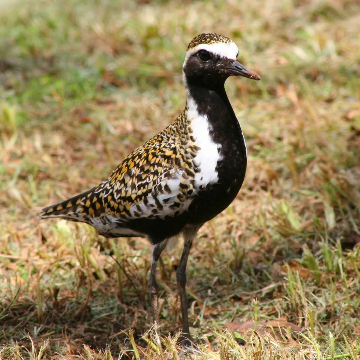 Pacific golden plover with reproductive plumage