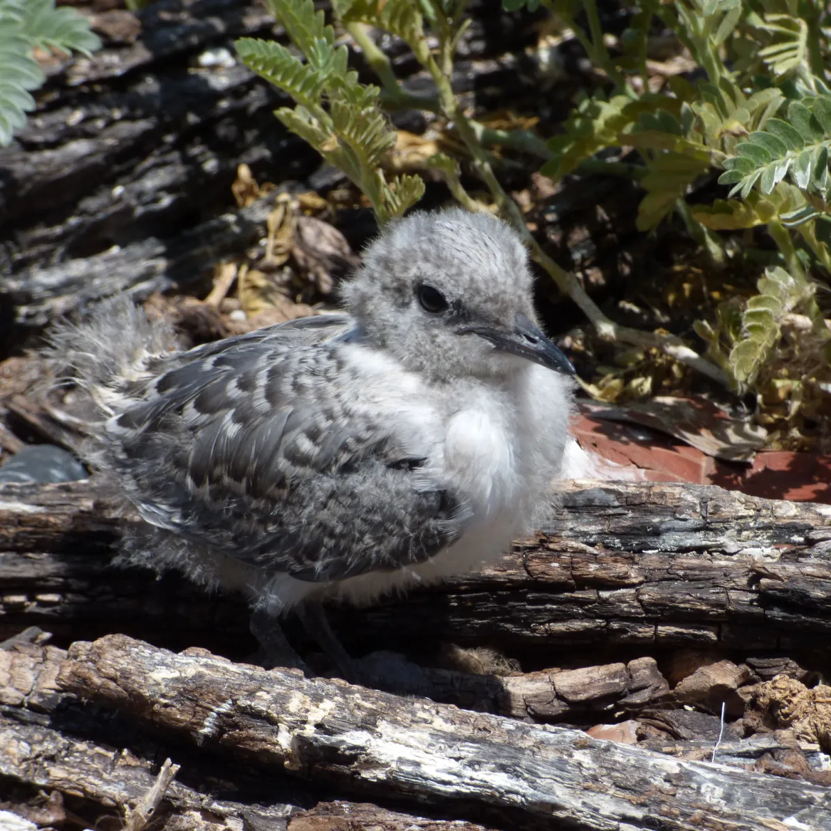 Grey-Backed Tern at juvenile stage
