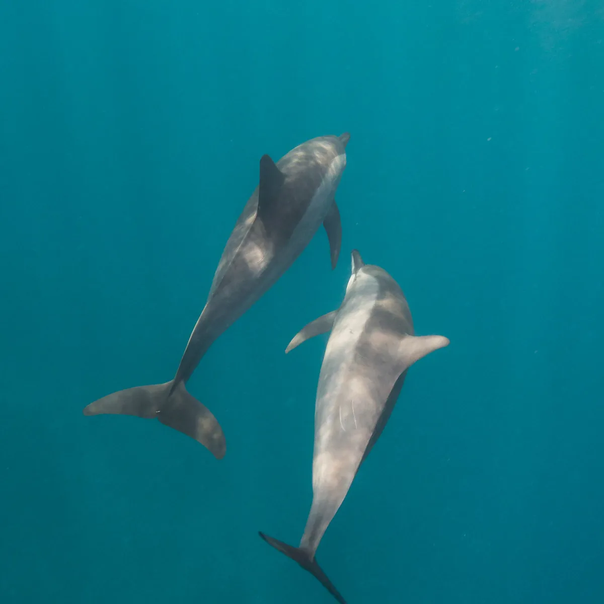 They are called spinner dolphins because of their acrobatic tendencies.