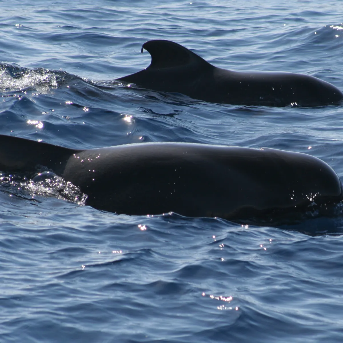 Short-finned pilot whales pods often occur in groups of 25 to 50 animals.