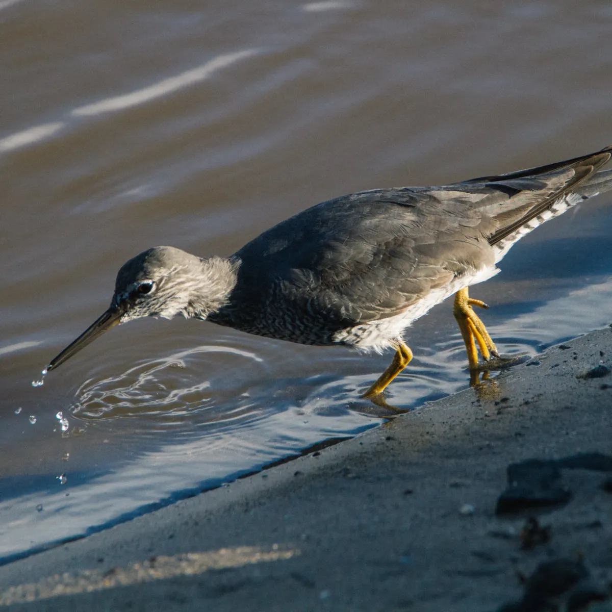 Chevalier errant qui chasse