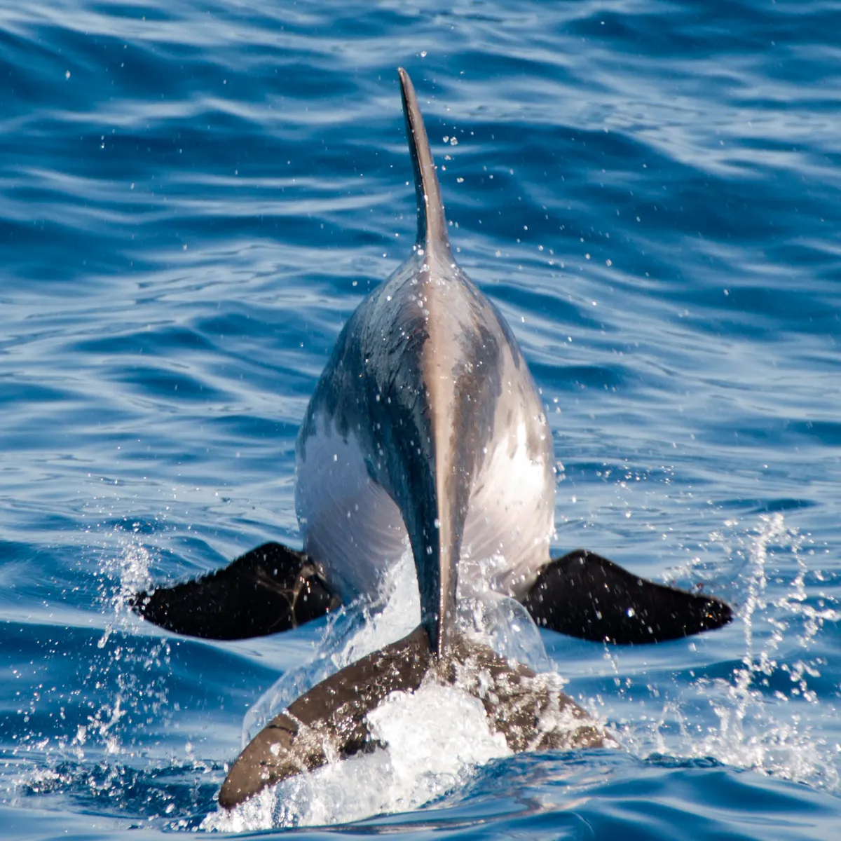 Opportuniste, certains individus sont devenus des concurrents directs des pêcheurs à la palangre haute.