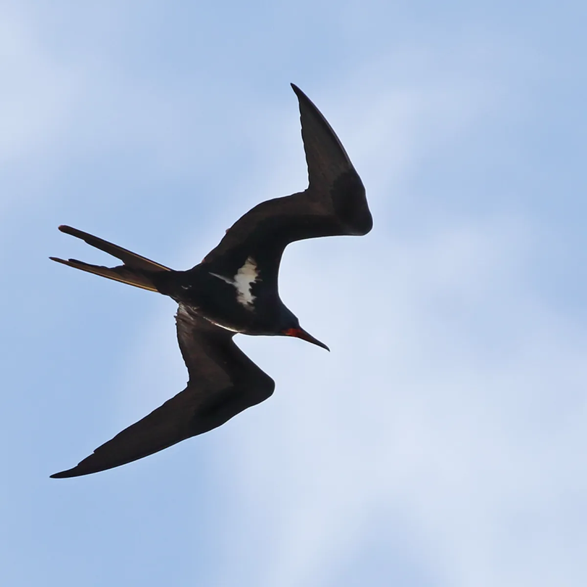 Mâle adulte - Frégate ariel