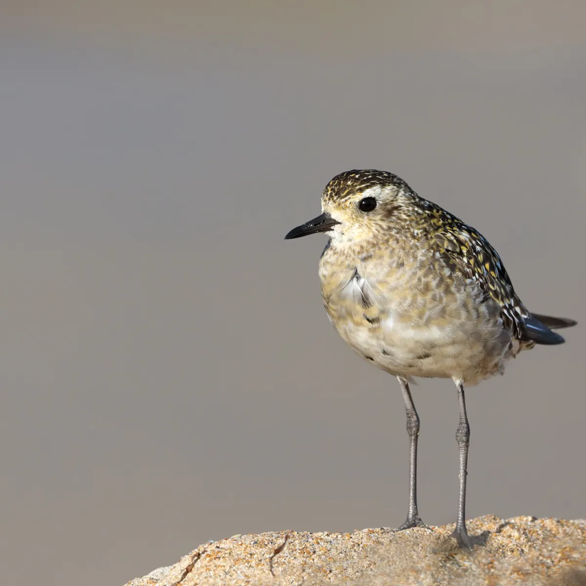 Non reproductive plumage