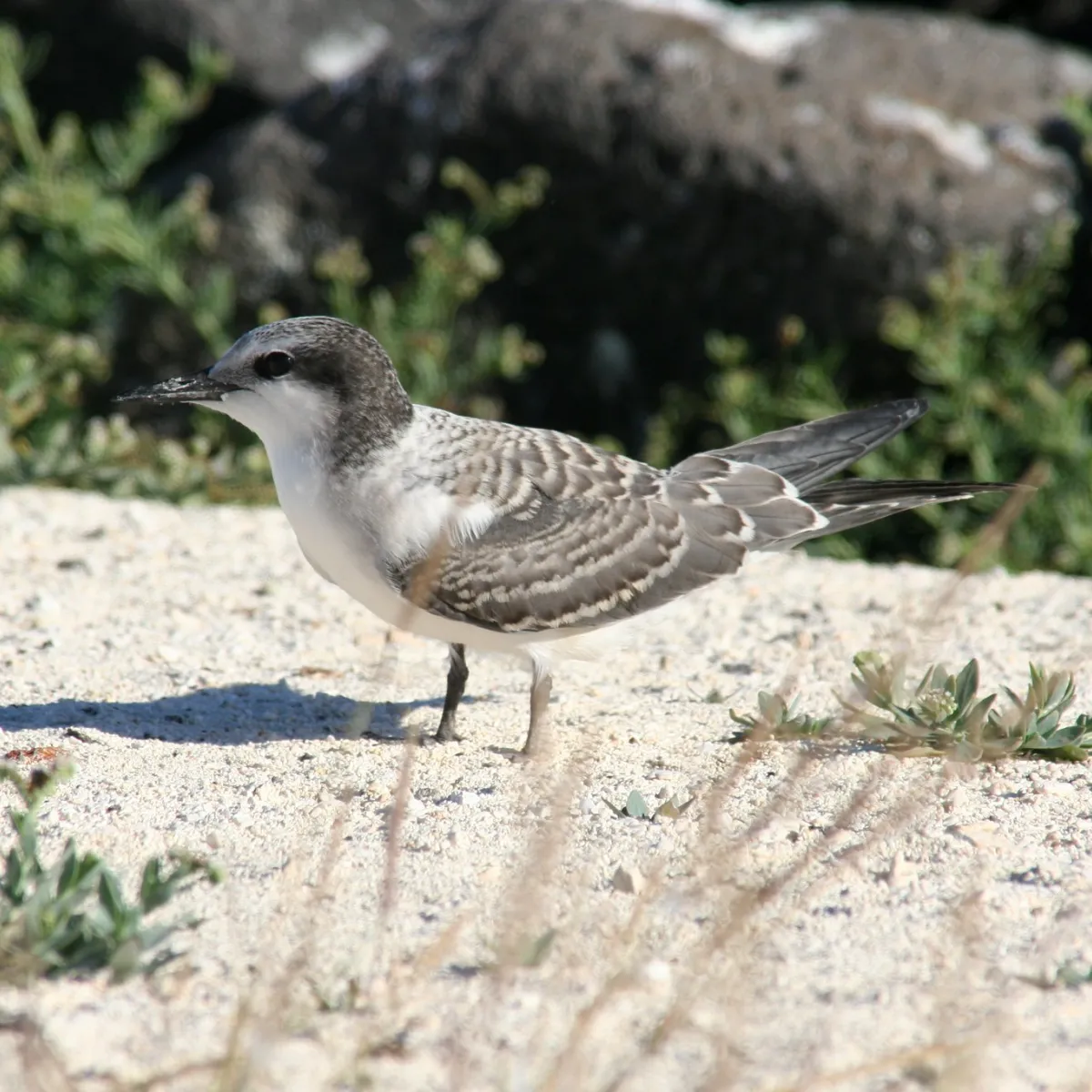 Grey-Backed Tern at juvenile stage