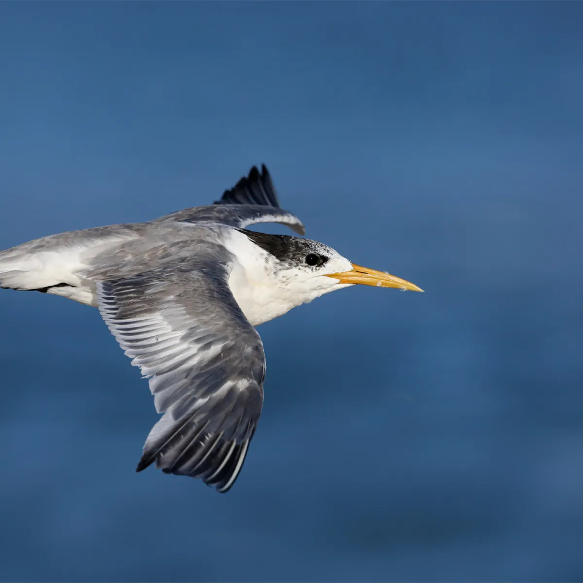 Sterne huppée qui vole