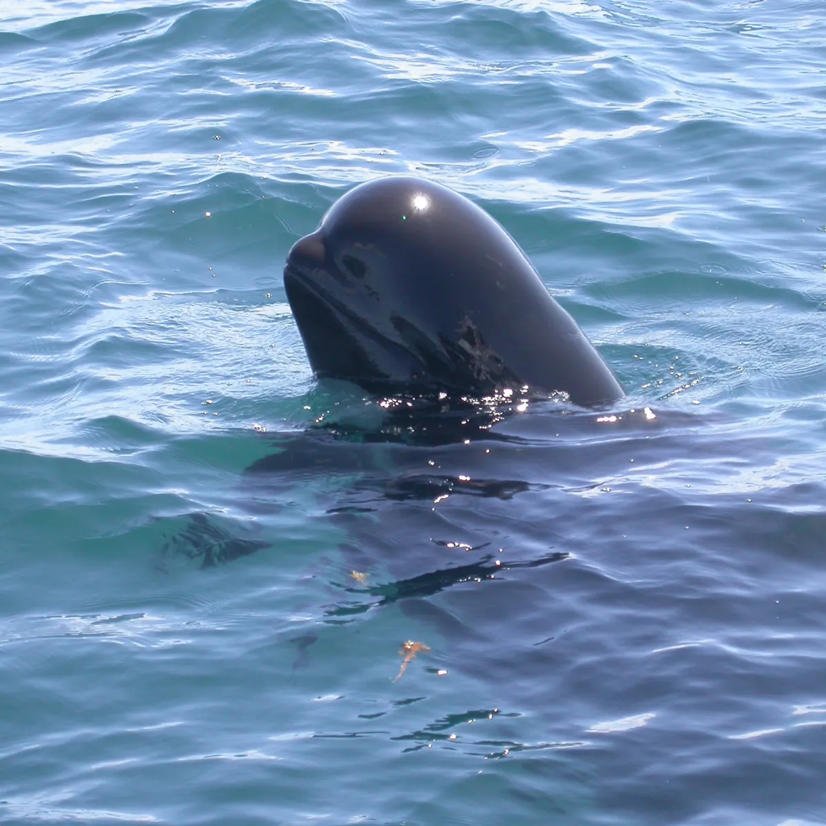 Short-finned pilot whales have a bulbous melon head with no discernable beak