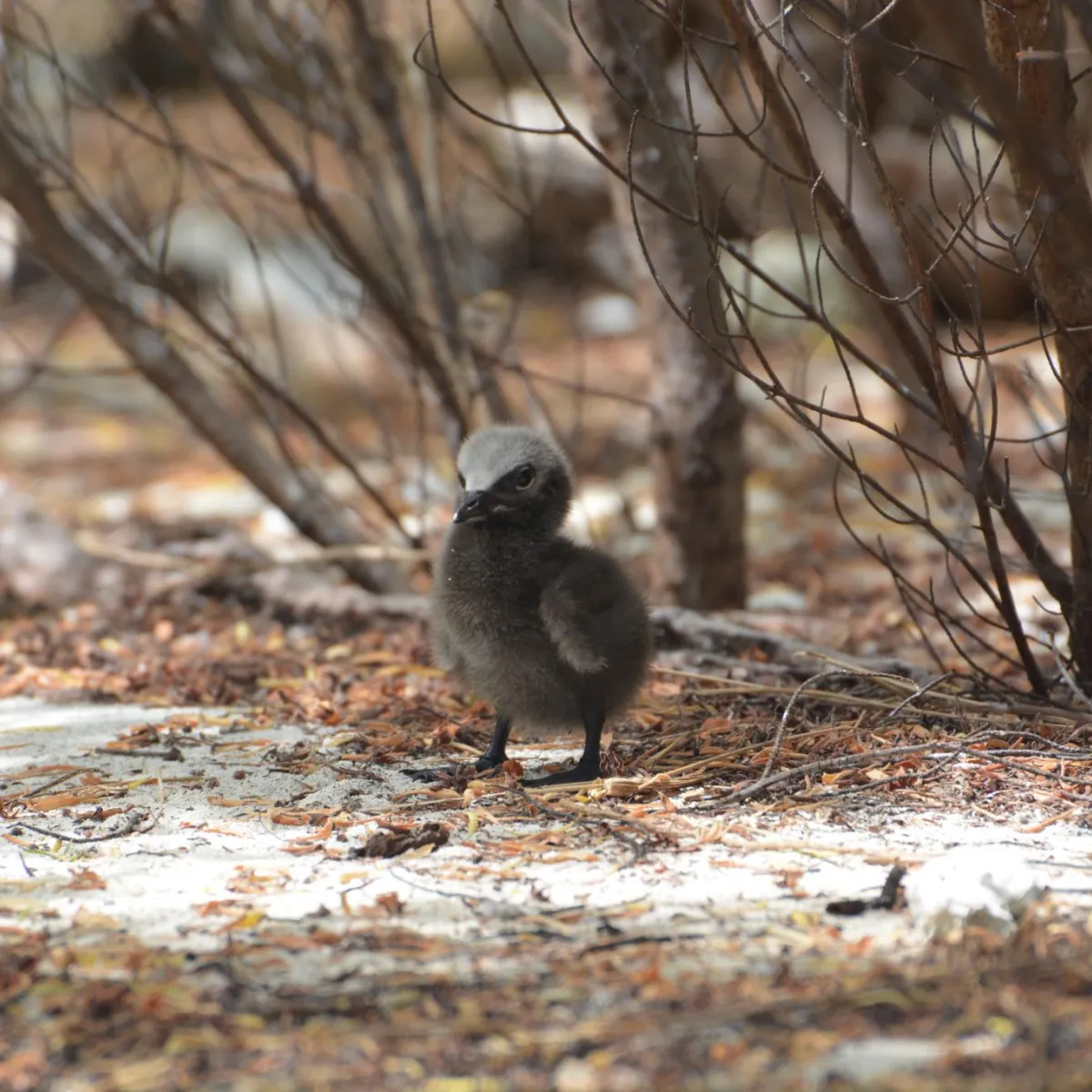 Brown Noddy