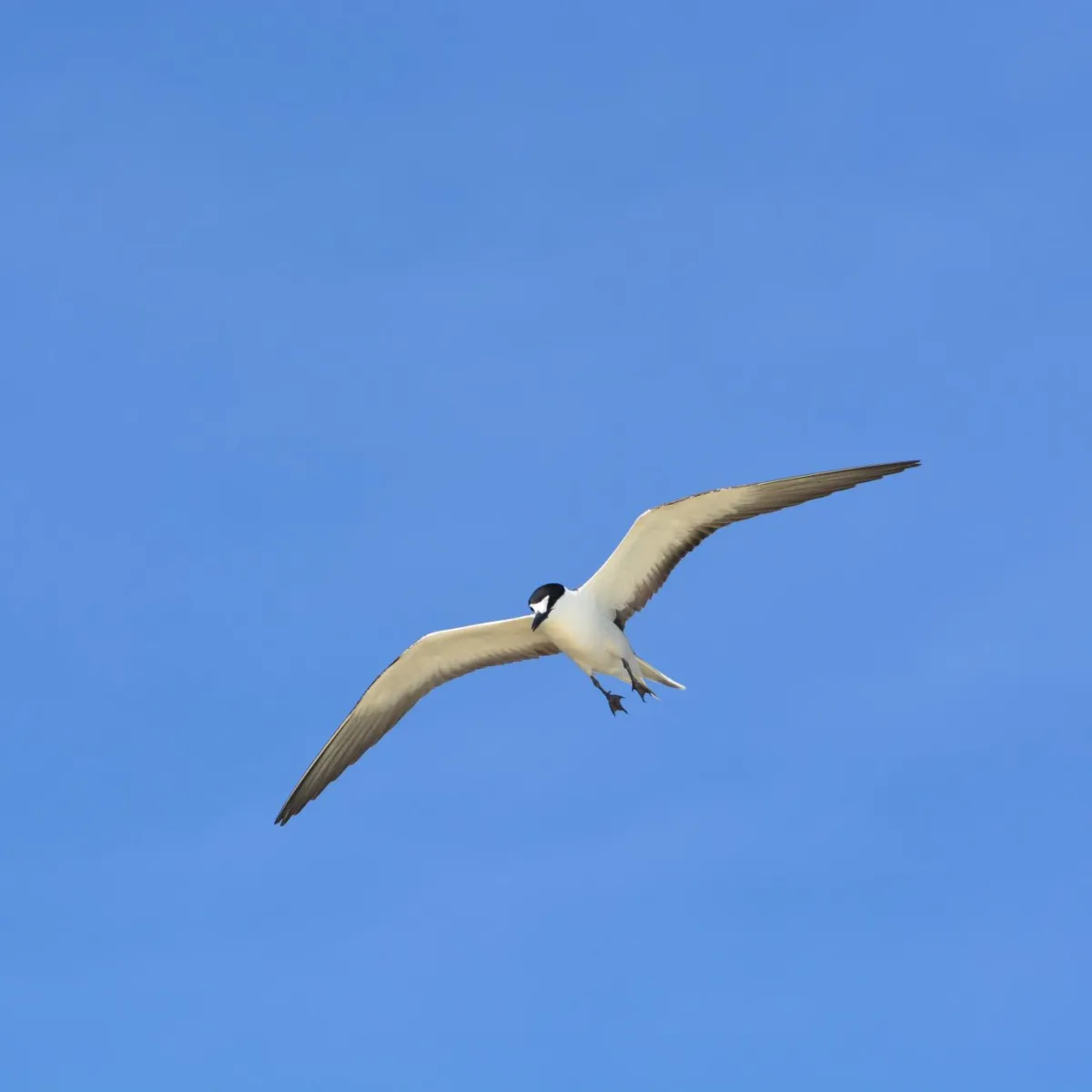 Ⓒ Camille Gache Sooty Tern fly