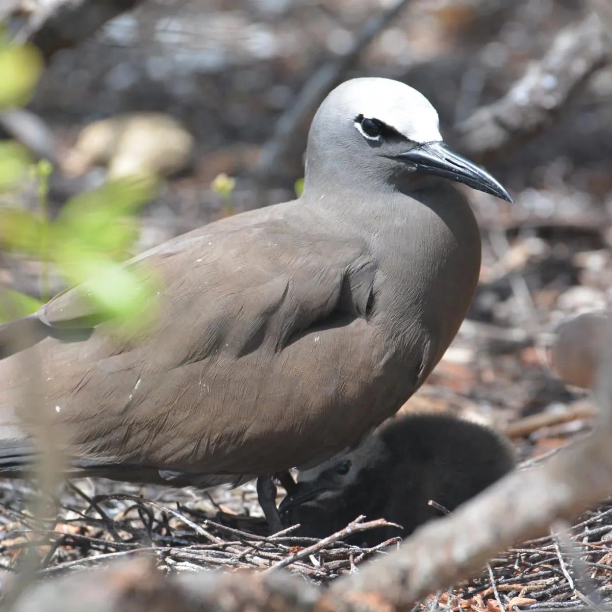Brown Noddy adult with his baby