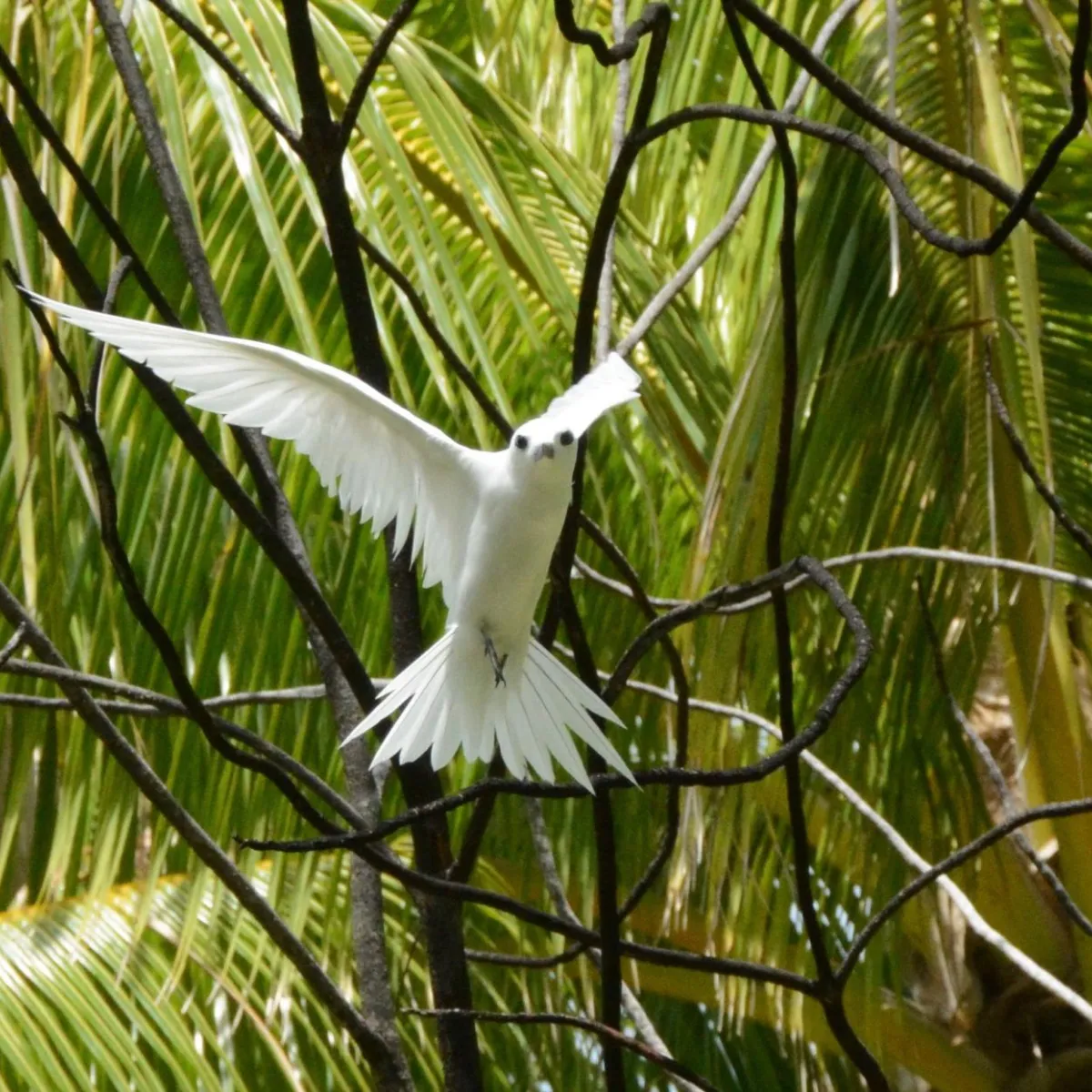 Photo: Camille Gache Gygis blanche