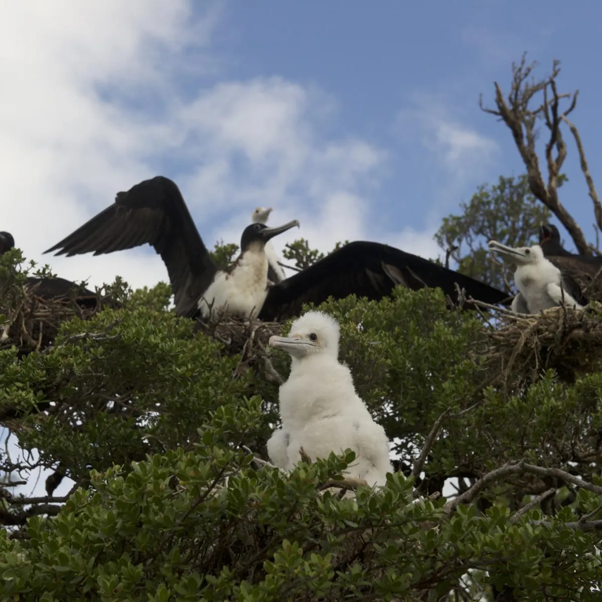 Frégate du pacifique femelles et leurs petits